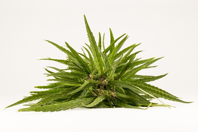 rastlina marihuana
