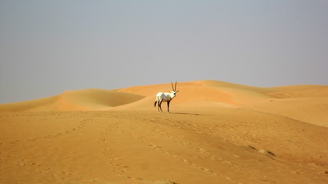 dubaj